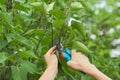 Womans hands with secateurs cutting off wilted flowers on lilac bush Royalty Free Stock Photo