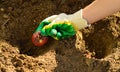 Spring seasonal work, farmer's hands plant seedlings of flower bulbs of gladioli in the treated soil Royalty Free Stock Photo