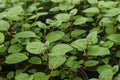 Spring seasonal work in the greenhouse: fucia cuttings in the greenhouse in spring Royalty Free Stock Photo