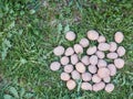 Spring Seed Potatoes on Green Grass Background Royalty Free Stock Photo