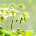 spring seedling plant of blooming young tomato on blur green background, closeup Royalty Free Stock Photo