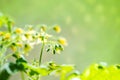spring seedling plant of blooming young tomato on blur green background, closeup Royalty Free Stock Photo