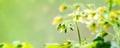 spring seedling plant of blooming young tomato on blur green background, panorama Royalty Free Stock Photo