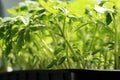 Spring seedlings in a container. Young green grown in a greenhouse tomato bushes covered with droplets of dew.