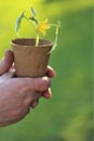 Spring seedlings. Cucumber seedlings in peat pots in male hands in a sunny garden.Seedling cucumbers. Growing seedlings Royalty Free Stock Photo