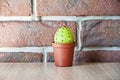 Spring seedlings. Greenhouse. Cactus blooming. Happy easter. natural dye. Easter egg. Green life. Flower shop. DIY and handmade. Royalty Free Stock Photo