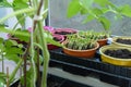 Spring seedlings growing on the window, sprouted plants