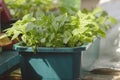 Spring seedlings. Seedlings of peppers grown in boxes in greenhouse