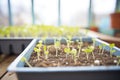 spring seedlings sprouting in a greenhouse tray