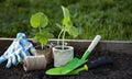 Spring Seedlings Sprouting In Plastic Tray and garden tools on flower bad Spring garden work concept