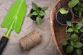 Spring Seedlings Sprouting In Tray and garden tools on paper, garden work concept