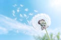 Spring seeds blowball summer dandelion flower sky softness plant nature Royalty Free Stock Photo