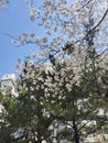 Spring in Seoul with cherry blossom Royalty Free Stock Photo