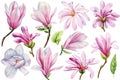 Spring set of beautiful flowers. magnolia, buds on a white background, watercolor painting, floral elements
