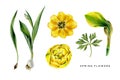 Spring set of yellow flowers. Tulips, narcissuss and leaf of globeflower.