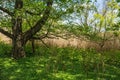 Spring Shade Tree Royalty Free Stock Photo