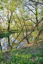 Spring shady forest and small river, Ukraine Royalty Free Stock Photo