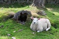 Spring Sheep