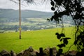 Spring Sheep at Grassy Field , Irish Country Farm. Mountain and electric post. Green branches and fence made with stones in foreg