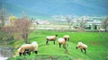 Spring Sheep on a Little Green Hill