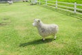 Spring Sheep Royalty Free Stock Photo