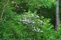 Spring in Shenandoah National Park, Virginia Royalty Free Stock Photo