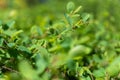 Spring shoots of the boxwood bush. Thin branches with new green leaves. Abstract Background. Defocus, blur, , selective focus