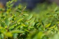 Spring shoots of the boxwood bush. Thin branches with new green leaves. Abstract Background. Defocus, blur, , selective focus
