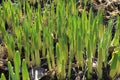 Spring shoots of daffodils in the garden