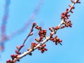 Spring shoots of garden trees against the blue sky