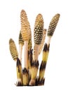 Spring shoots of horsetail Equisetum arvense isolated