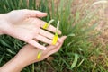 Spring shoots of narcissus. Trumpet daffodil.