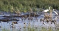 Spring Shorebirds Gathering