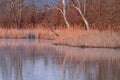 Spring Shoreline