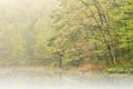 Spring Shoreline in Fog