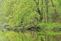 Spring Shoreline Kalamazoo River Royalty Free Stock Photo