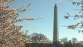 Spring shot of the washington monument and cherry blossoms Royalty Free Stock Photo