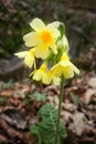 Spring always shows itself with beautiful flowers, love the primula Royalty Free Stock Photo