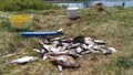 In spring, silver bream, bream and roach, caught by a fisherman in the river lie on the dry coastal grass. Nearby stands plastic b Royalty Free Stock Photo