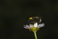 Spring single daisy flower and bee