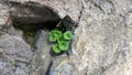 Umbilicus rupestris a plant that grows on stones with round leaves in spring in Portugal