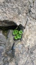 Umbilicus rupestris a plant that grows on stones with round leaves in spring in Portugal