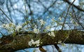 First white inflorescences on thick tree branch