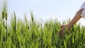 The spring sky and the green barley field. Green barley fields and women`s hands. Royalty Free Stock Photo