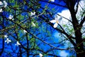 Spring Sky. White Blossoms against the Background of a Blue Sky Royalty Free Stock Photo