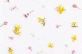 Spring small pink yellow flowers, daisy isolated on white background, frame. Royalty Free Stock Photo