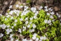 Spring and small white blossoms and fresh green leaves of Wood-sorrel in forest Royalty Free Stock Photo