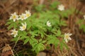 Spring small white early flowers in the forest. Snowdrop anemone Royalty Free Stock Photo