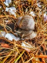 Spring snail, nature