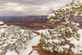 Spring Snow on Dead Horse Junipers Royalty Free Stock Photo
